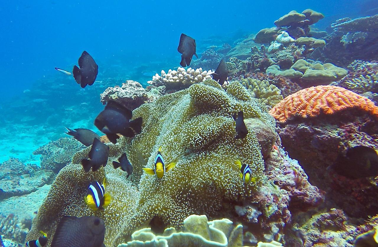 Puri Asu Resort Palau Asu Exteriör bild